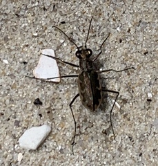 Ellipsoptera marginata