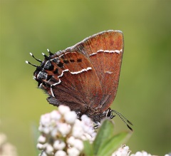 Callophrys spinetorum