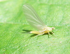 Ephemerella