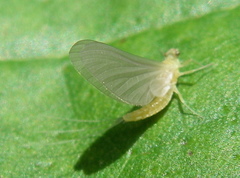 Ephemerella