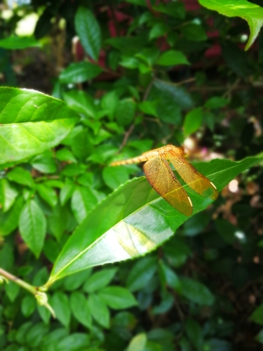 Russet Percher
