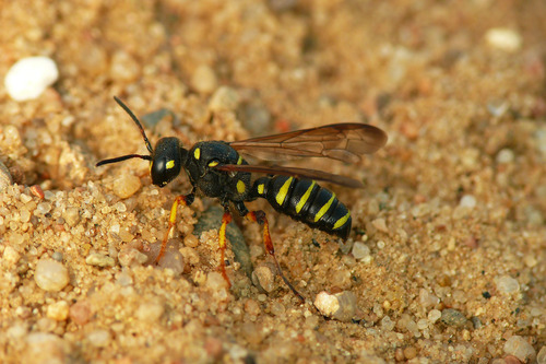 Cerceris arenaria nuotrauka