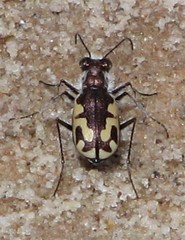 Cicindela willistoni