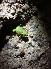 Hyla sarda