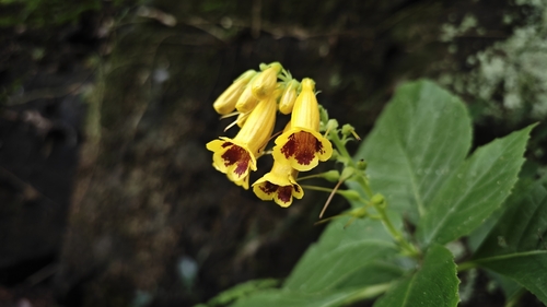 Titanotrichum oldhamii (Hemsl.) Soler.