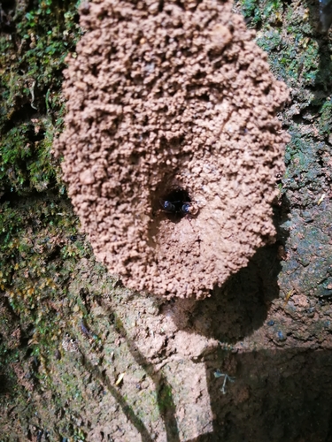 Giant Jumping Ant
