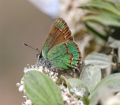 Callophrys affinis apama