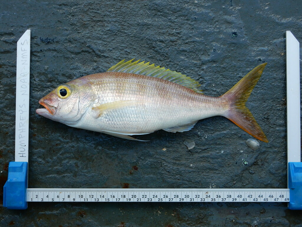 Golden Eye Jobfish