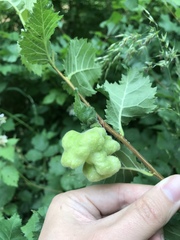 Eriosoma lanuginosum