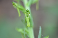 Platanthera brevifolia