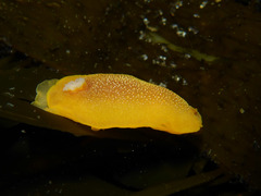 Doriopsilla albopunctata