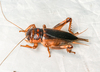 True Crickets - Photo (c) Simba, some rights reserved (CC BY-NC), uploaded by Simba