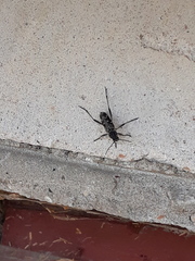 Xylotrechus rusticus