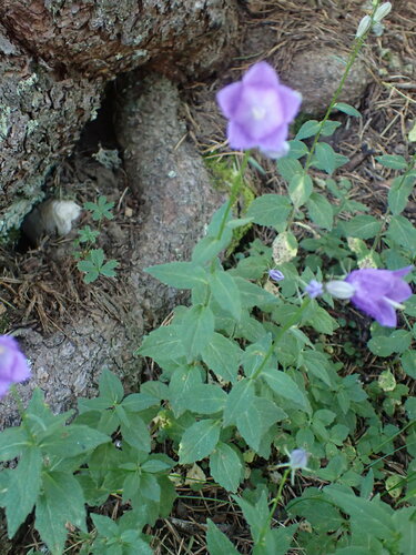 Image of Campanula rhomboidalis by (c) Franck Cabot, some rights reserved (CC BY)