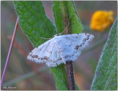Scopula decorata congruata