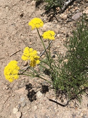 Cymopterus lemmonii