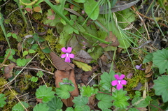 Pinguicula moranensis