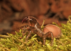 Atypus affinis