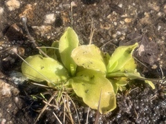 Pinguicula corsica
