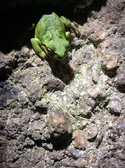 Hyla sarda