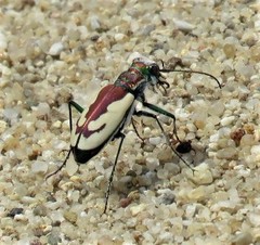 Cicindela lengi jordai