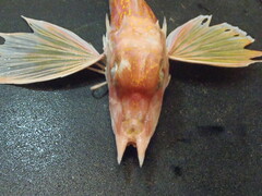 Antrorse Spined Gurnard photo 3