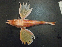 Antrorse Spined Gurnard photo 2