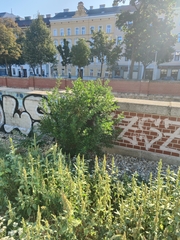 Punica granatum
