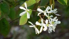 Amelanchier spicata