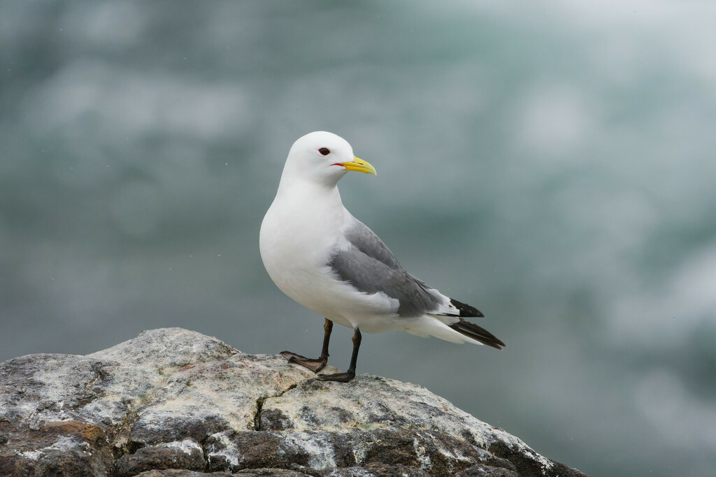 Black-legged Kittiwake (Rissa tridactyla) photo