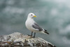 Black-legged Kittiwake - Photo (c) Marion Goascoz, some rights reserved (CC BY-NC), uploaded by Marion Goascoz
