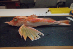 Antrorse Spined Gurnard photo 1