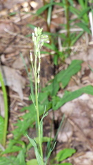Turritis glabra