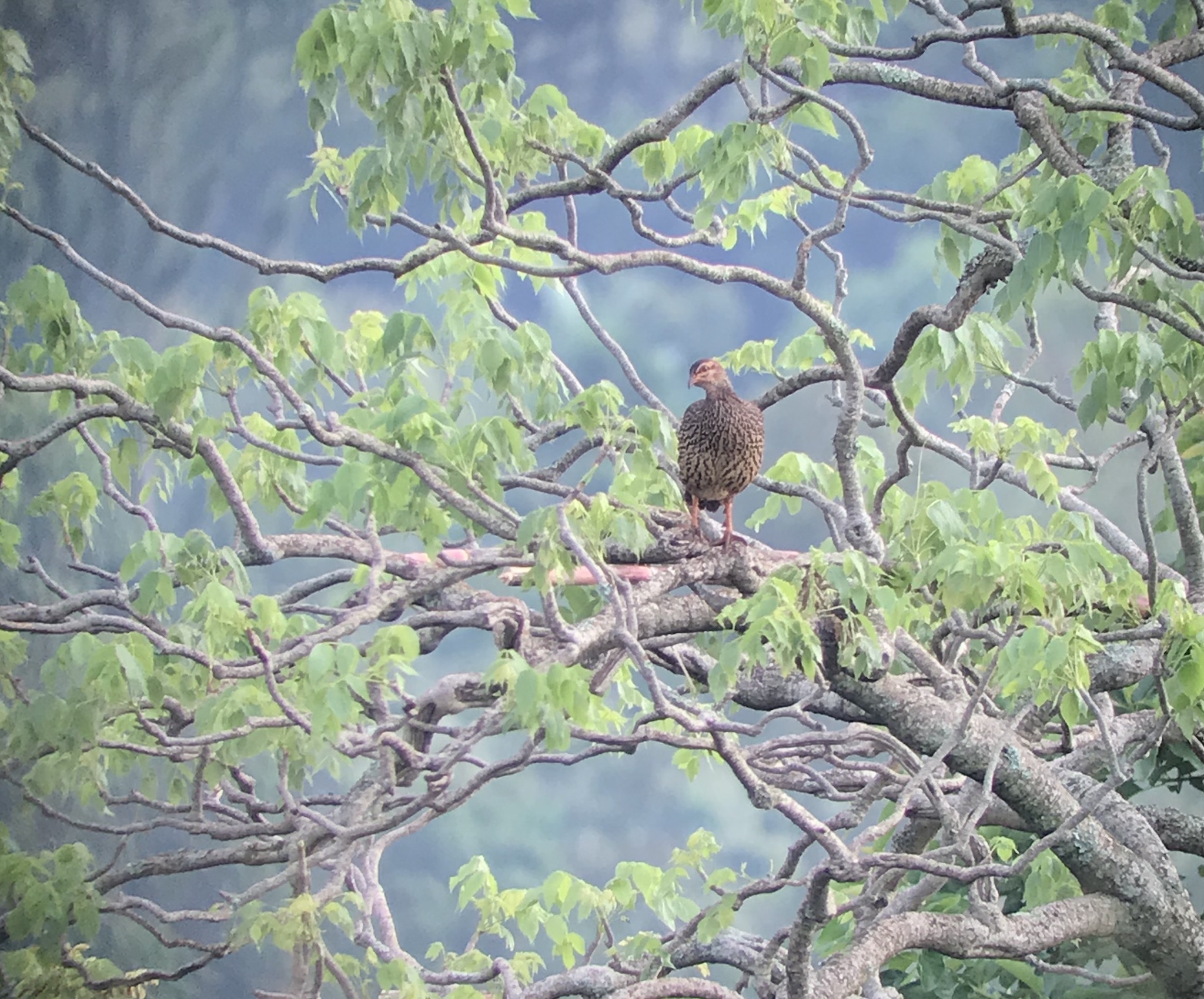 Heuglin's Spurfowl (Pternistis icterorhynchus), photo 10
