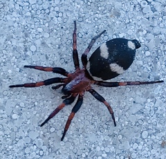 Poecilochroa