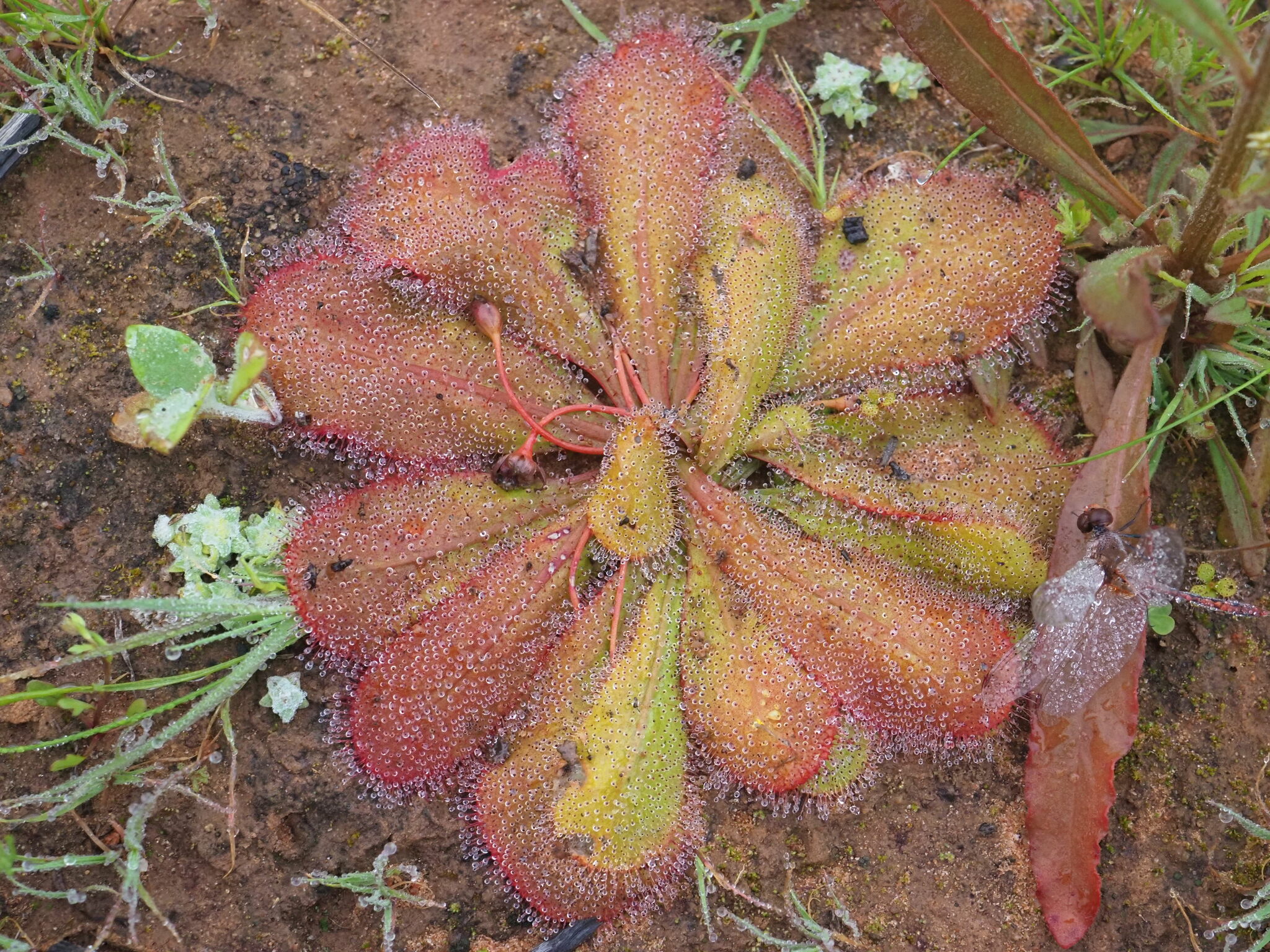 Drosera major (Diels) Lowrie