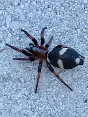 Poecilochroa