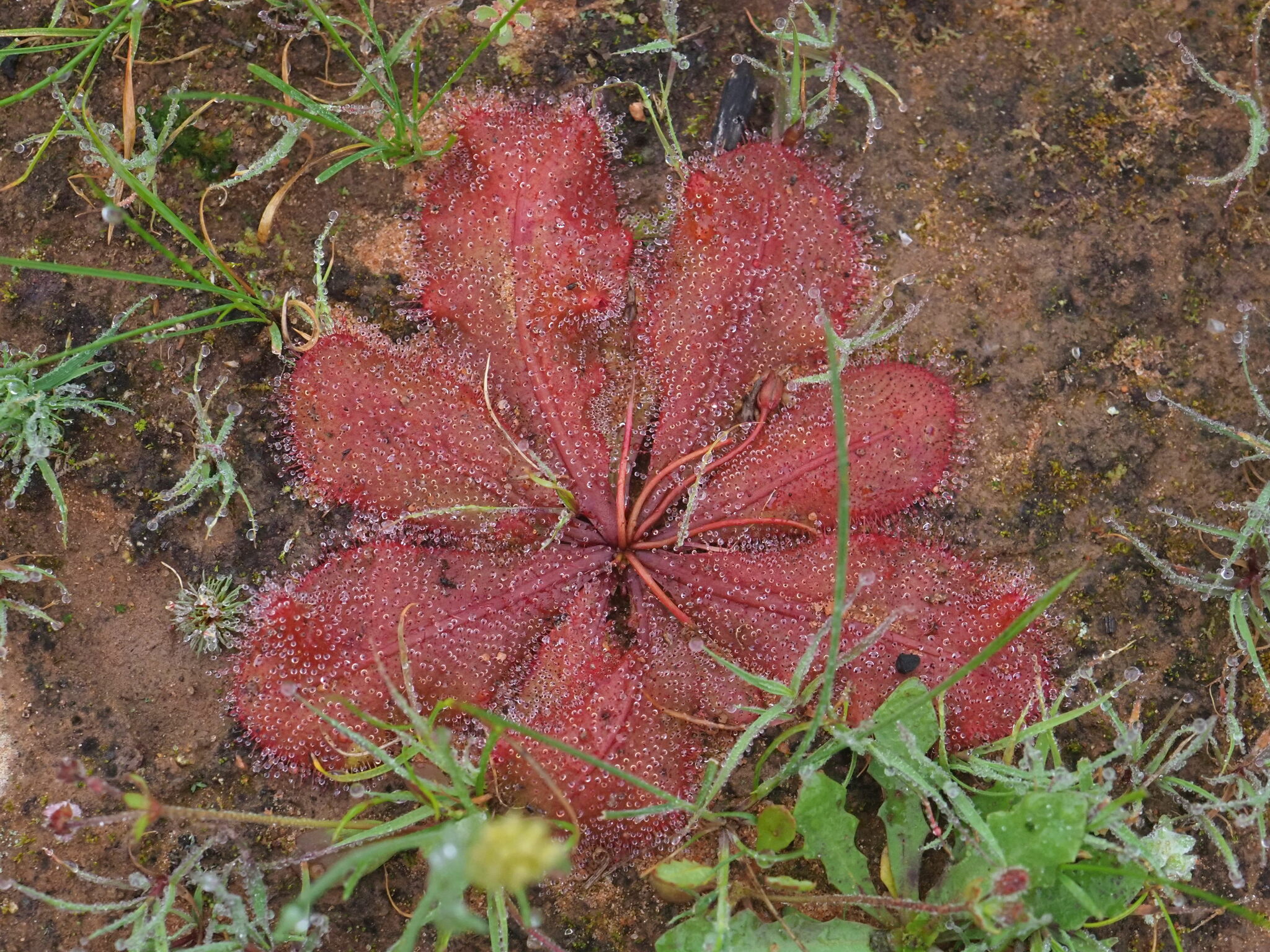Drosera major (Diels) Lowrie 2