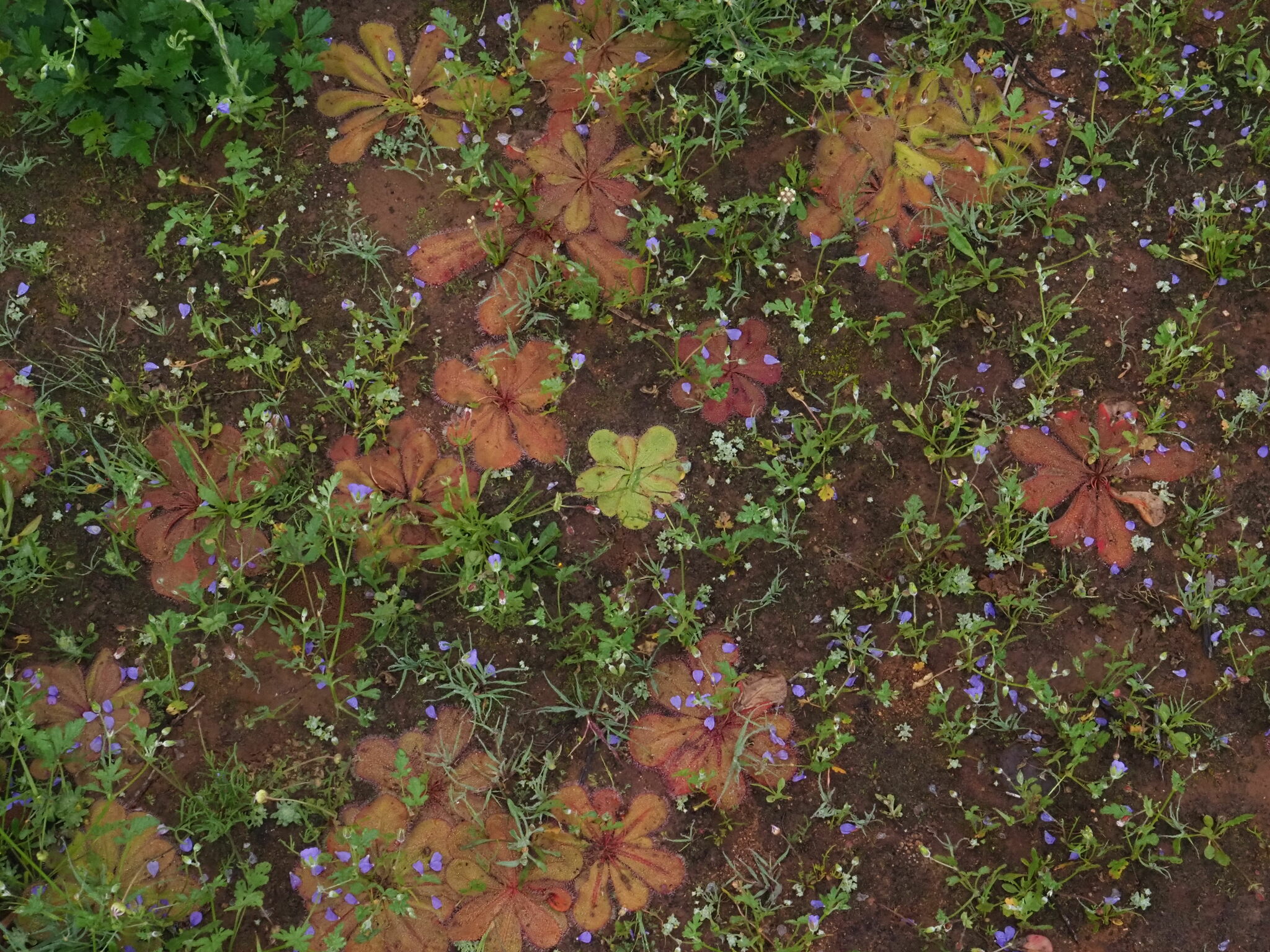Drosera major (Diels) Lowrie 3