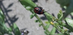 Eurydema