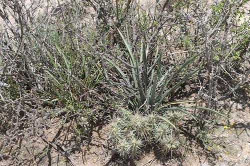Hesperaloe chiangii