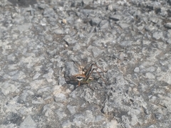 Eupholidoptera schmidti