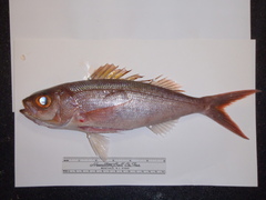 Lavender Jobfish photo 3