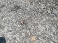 Eupholidoptera schmidti