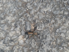 Eupholidoptera schmidti