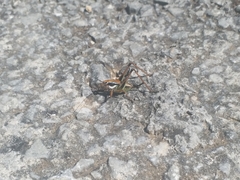 Eupholidoptera schmidti