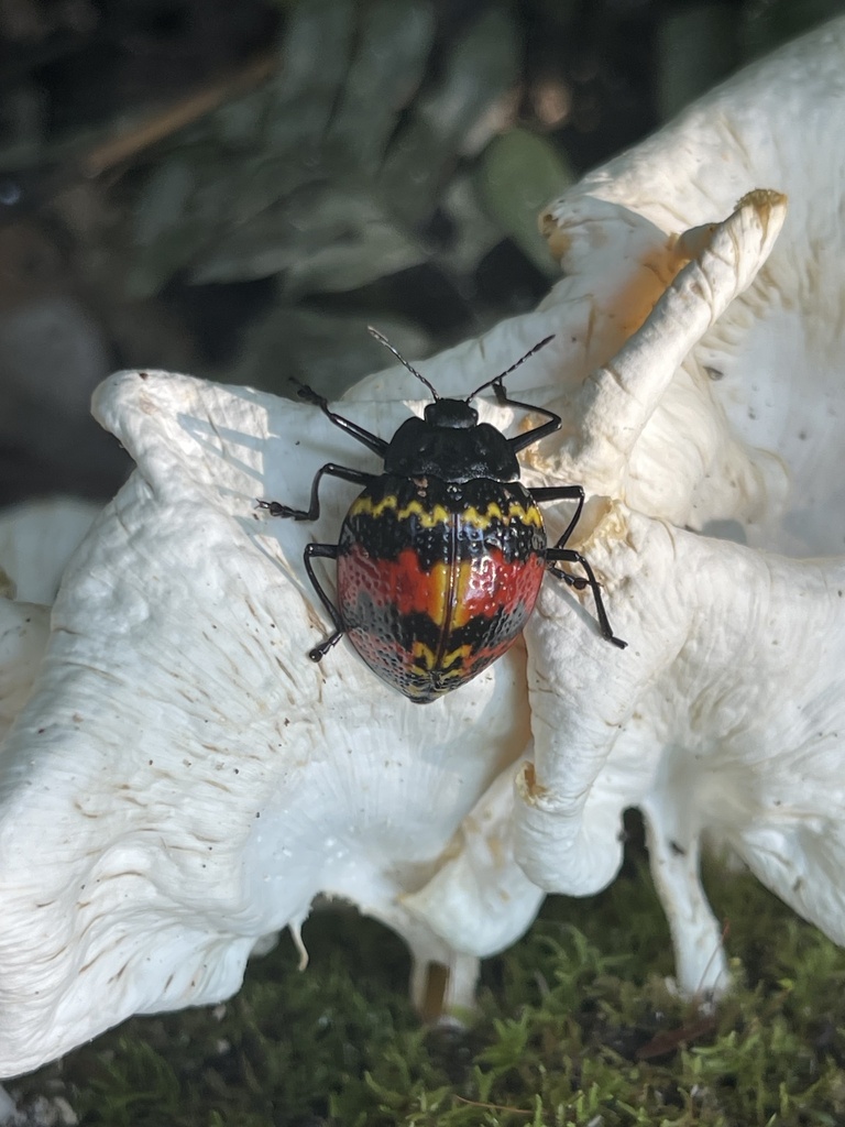 Erotylus nautae