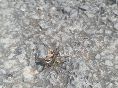 Eupholidoptera schmidti