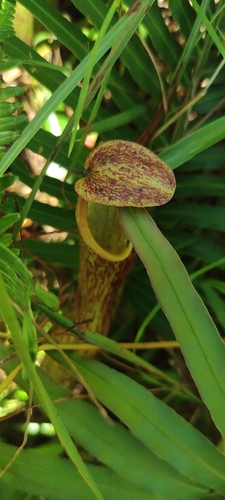 Foto de Népente