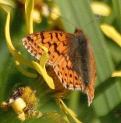 Boloria alaskensis